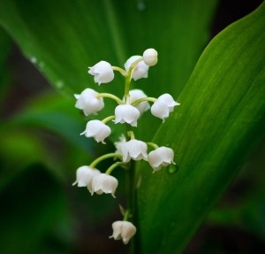 muguet